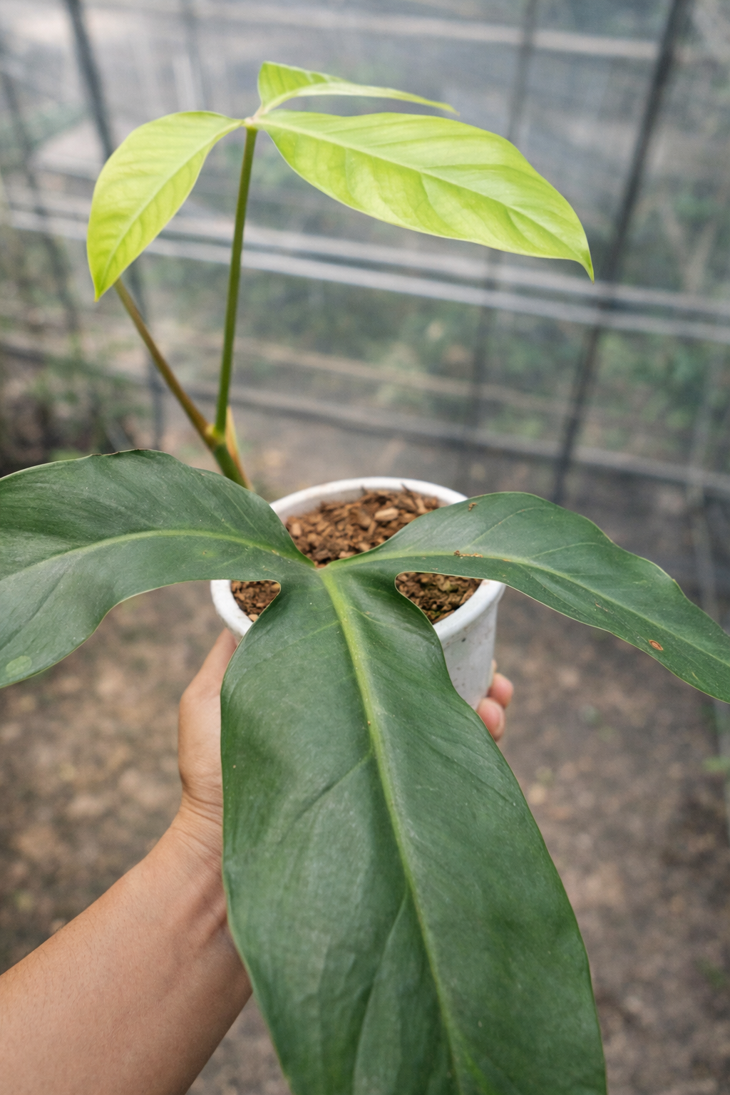 Aristolochia Leuconeura - AroidHouse