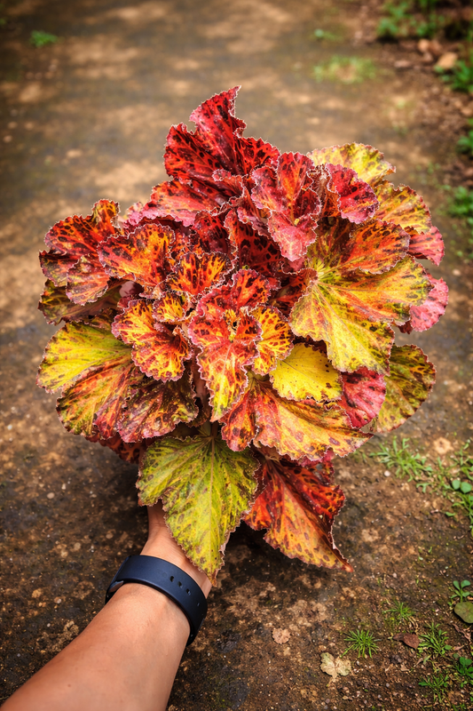 Begonia Rex Hambali - AroidHouse