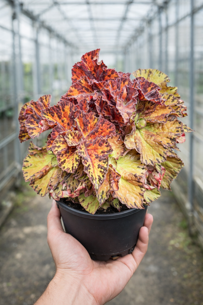 Begonia Rex Hambali - AroidHouse