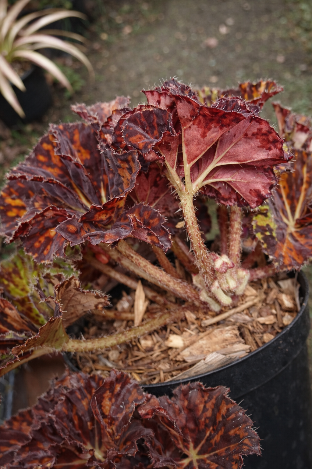 Begonia Rex Hambali - AroidHouse