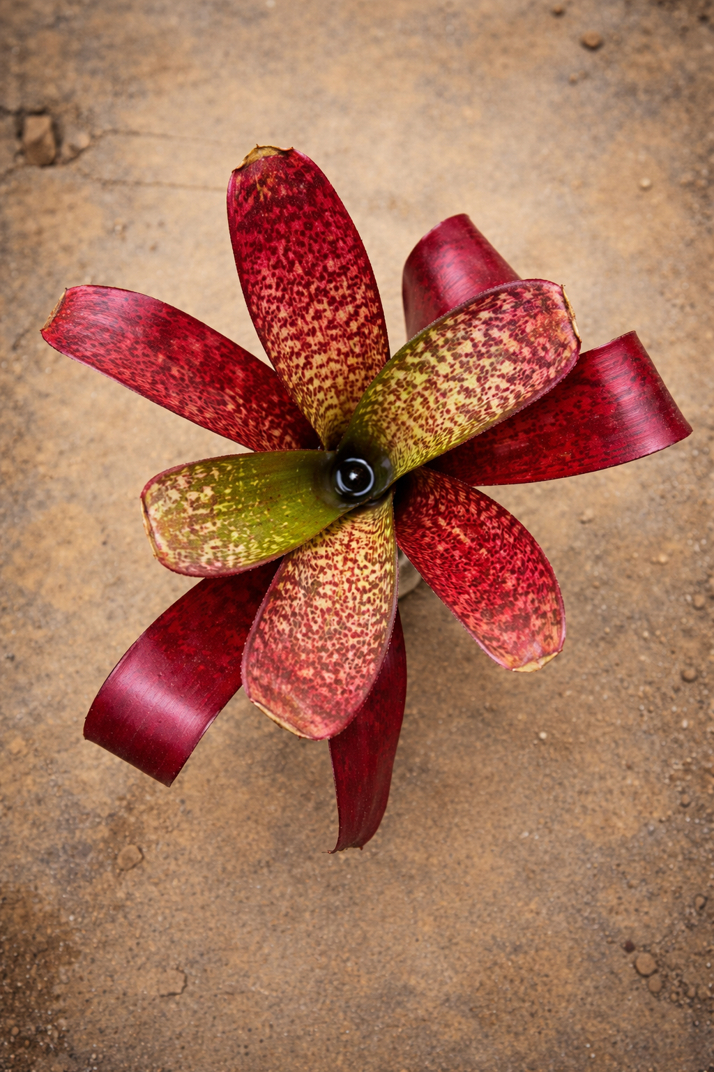 Bromeliad Billbergia Hallelujah - AroidHouse