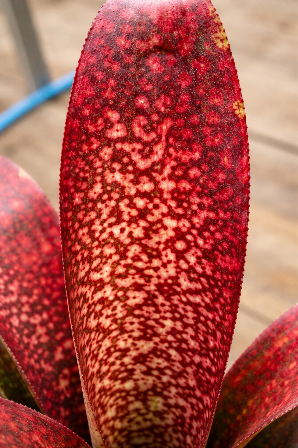 Bromeliad Billbergia Hallelujah - AroidHouse