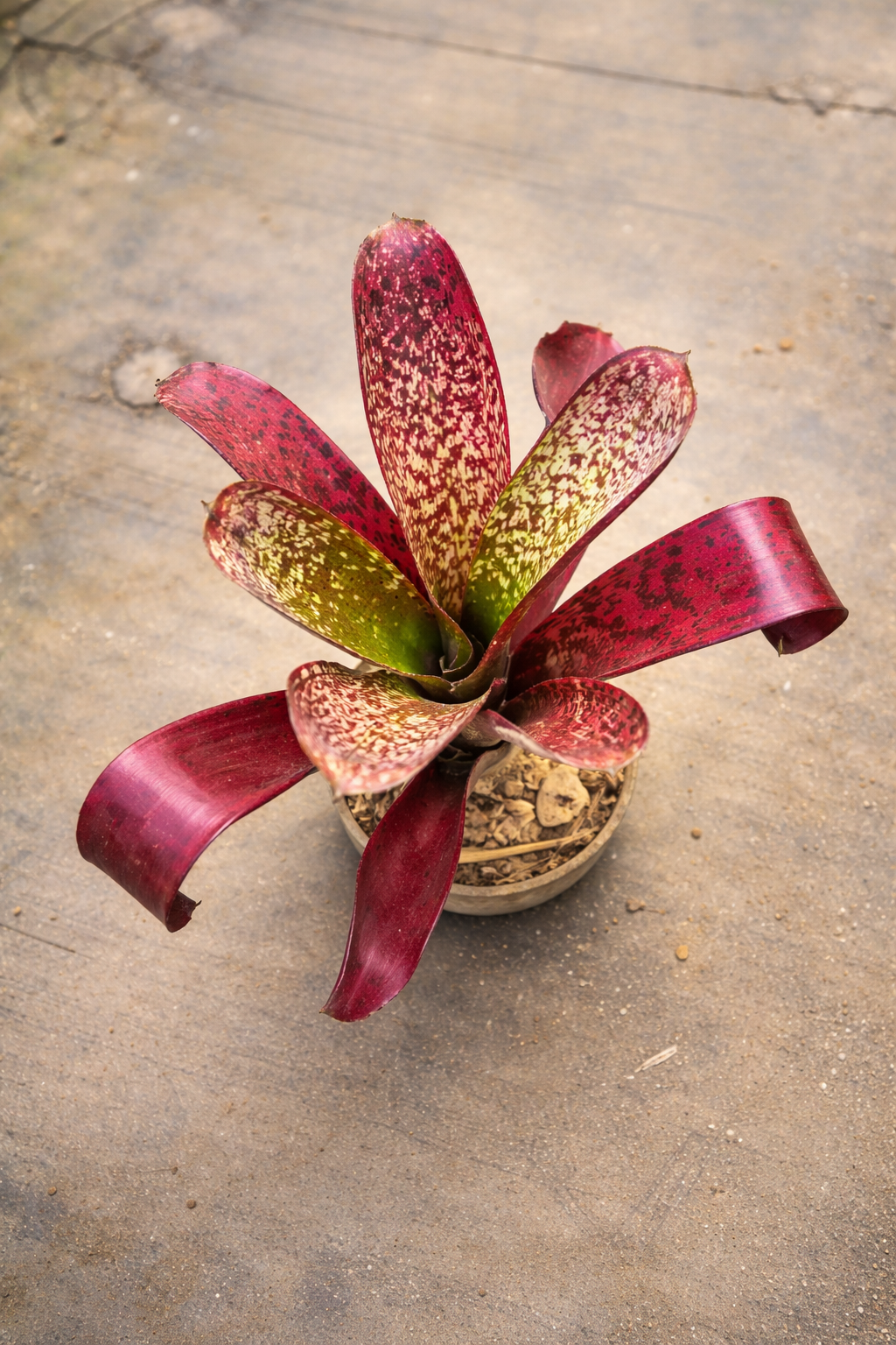 Bromeliad Billbergia Hallelujah – AroidHouse
