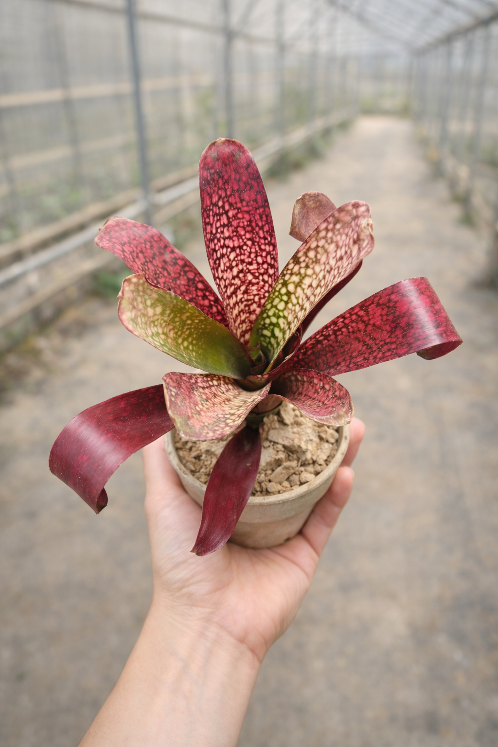 Bromeliad Billbergia Hallelujah - AroidHouse