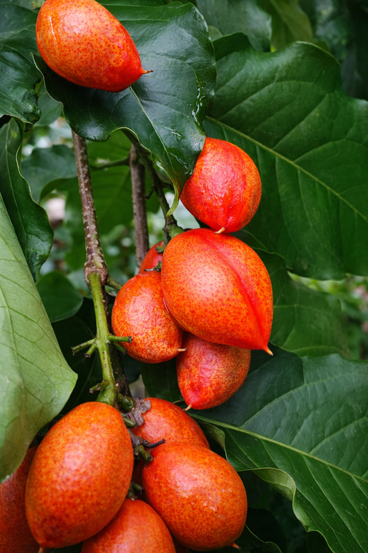 Bunchosia Argentea / Peanut Butter Fruit - AroidHouse