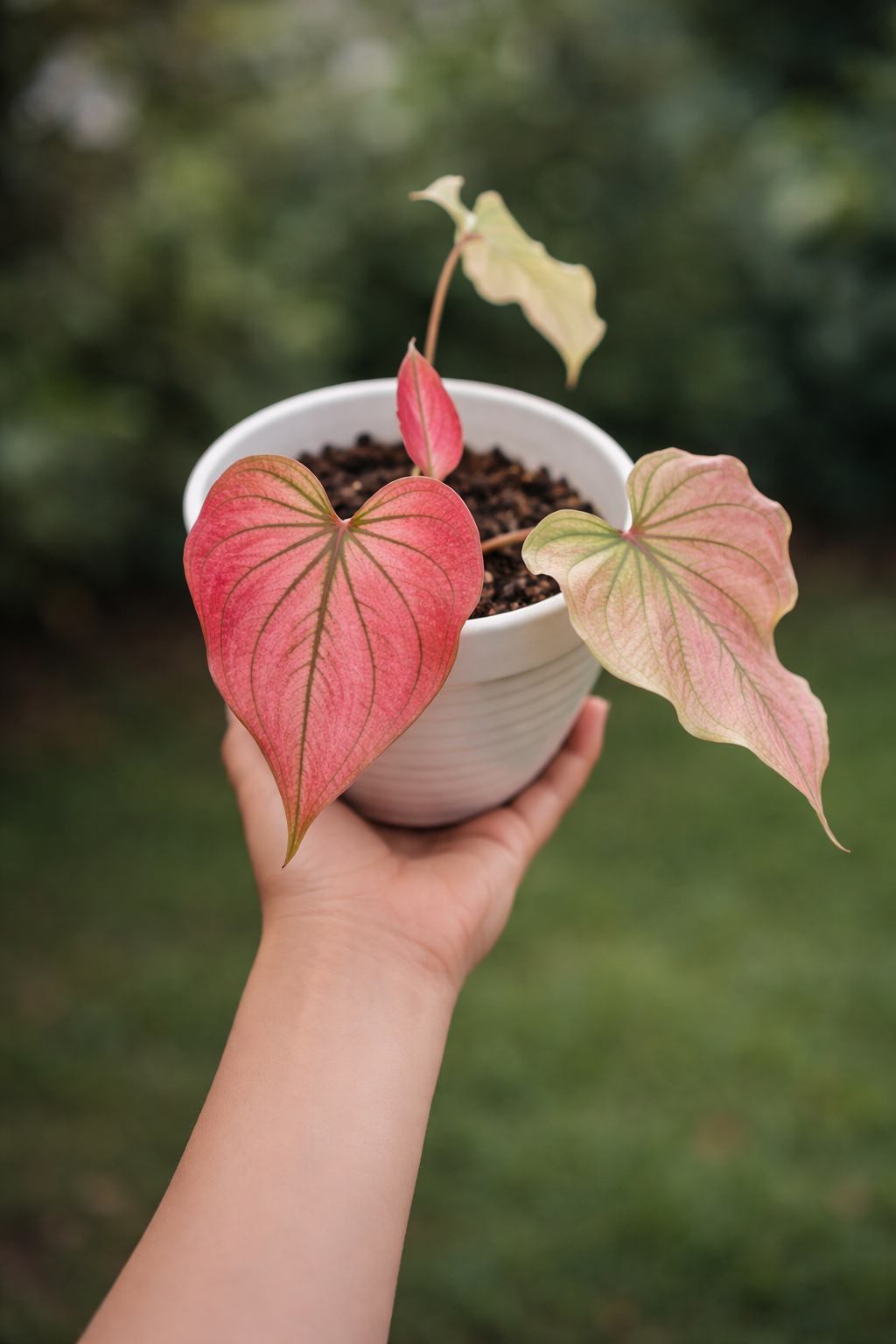 Caladium Infinity Buy Caladium Infinity ~ Rare Houseplant – AroidHouse