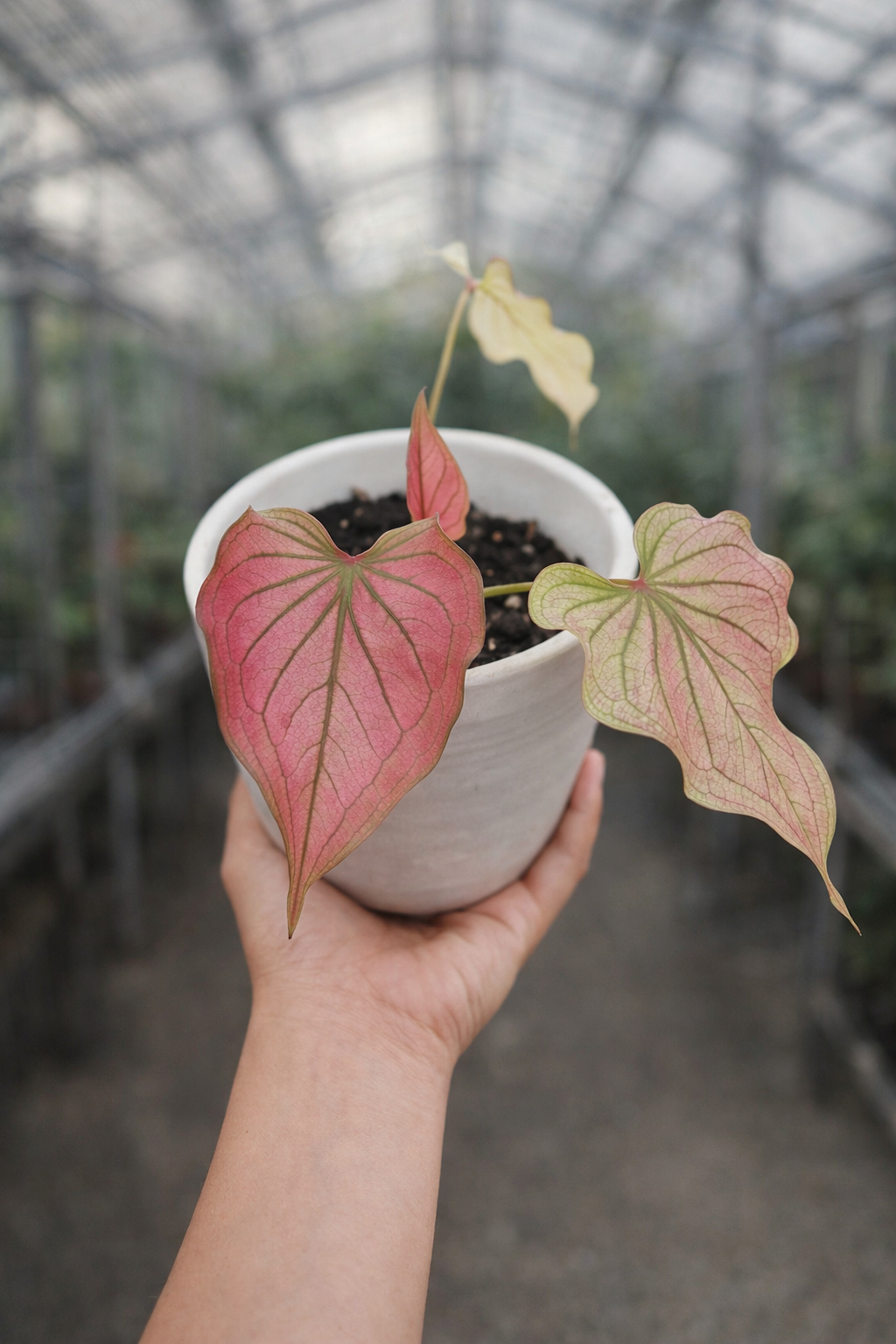Caladium Infinity Buy Caladium Infinity ~ Rare Houseplant – AroidHouse