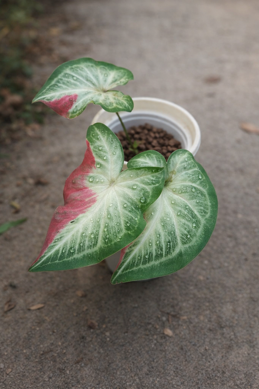 Caladium Infinity Caladium Rare & Variegated Houseplant – AroidHouse