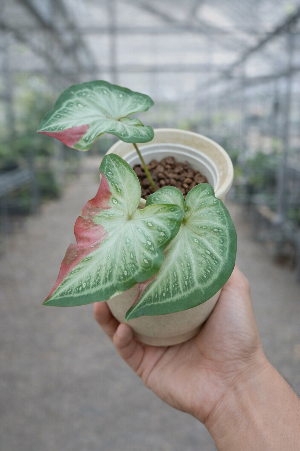 Caladium Shy Cool - AroidHouse