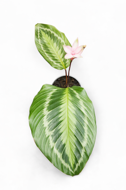 Calathea Alta - AroidHouse