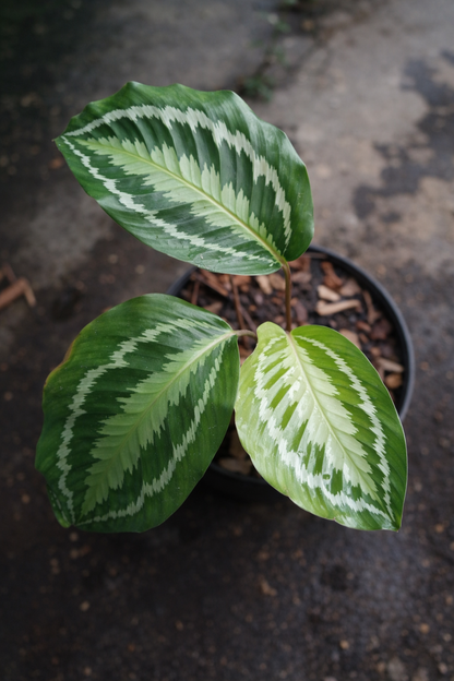 Calathea Alta - AroidHouse
