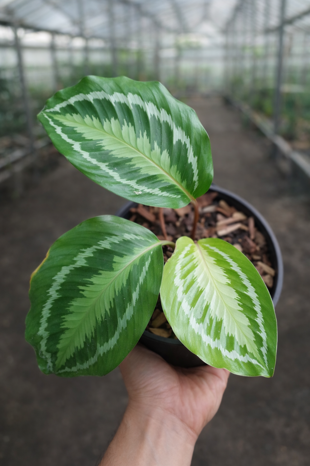 Calathea Alta - AroidHouse
