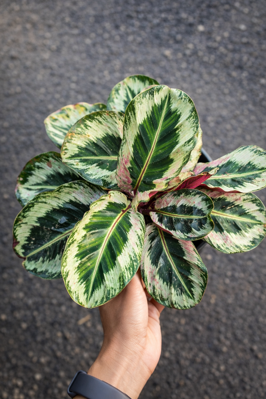 Calathea Angela Mottled - AroidHouse