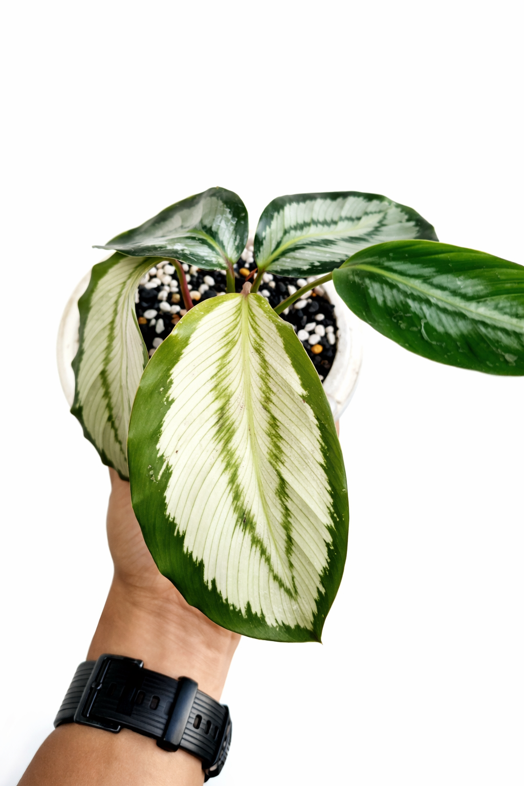 Calathea Platinum - AroidHouse