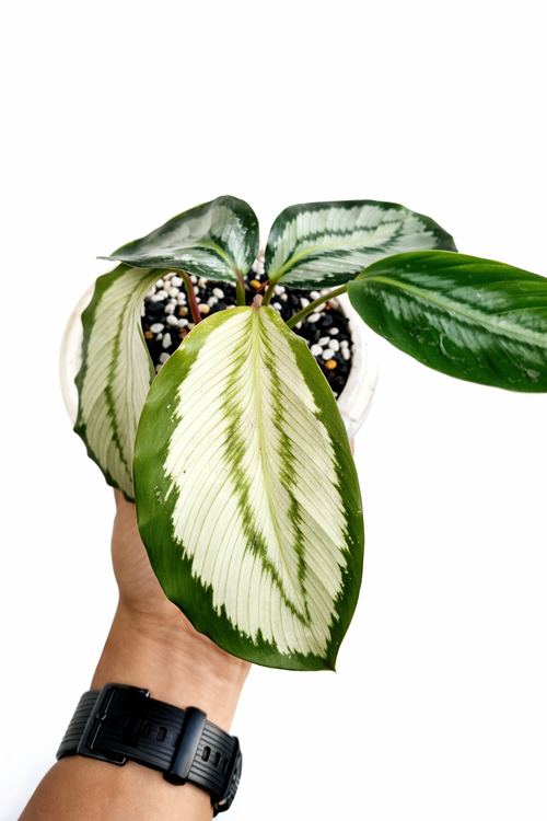 Calathea Platinum - AroidHouse