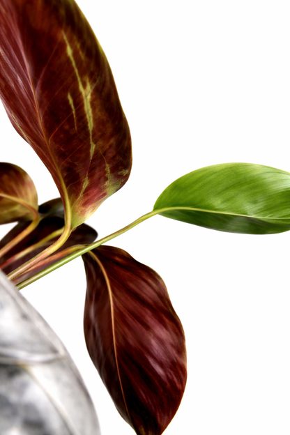 Calathea Platinum - AroidHouse