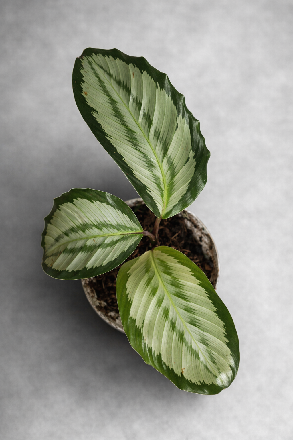 Calathea Platinum - AroidHouse