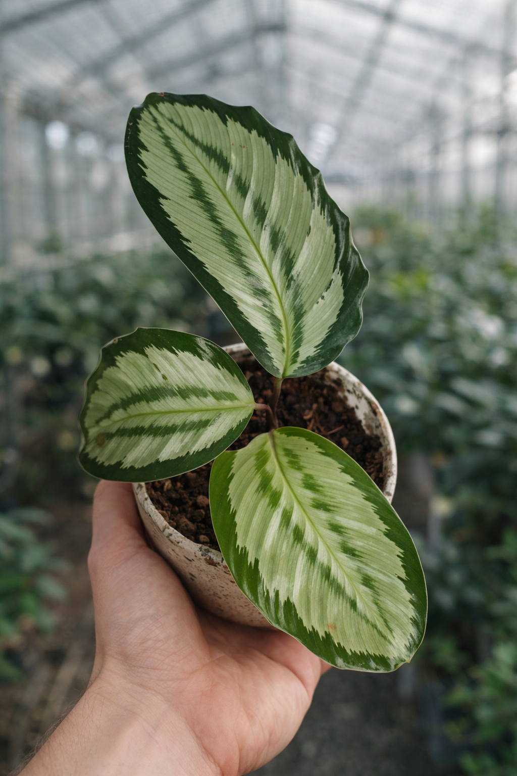 Calathea Platinum - AroidHouse