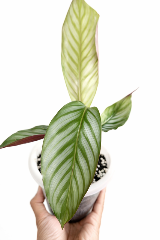 Calathea Argyraea - AroidHouse