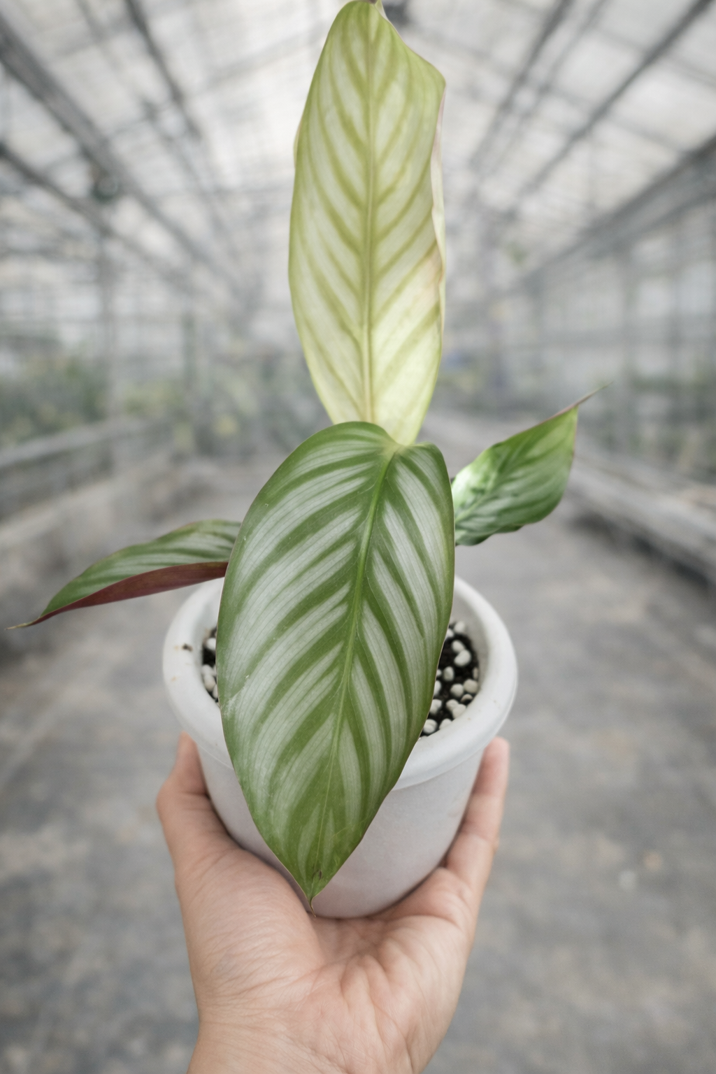 Calathea Argyraea - AroidHouse