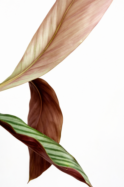 Calathea Argyraea - AroidHouse