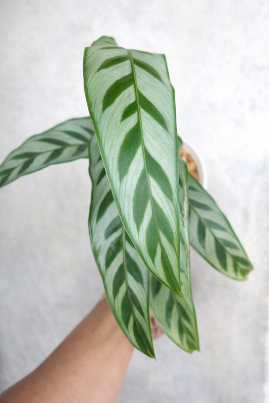 Calathea Bachemiana - AroidHouse