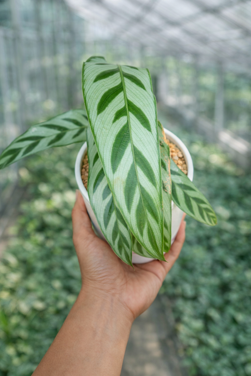 Calathea Bachemiana - AroidHouse