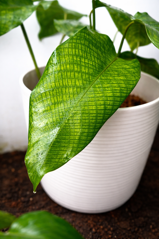 Calathea Bella Network - AroidHouse