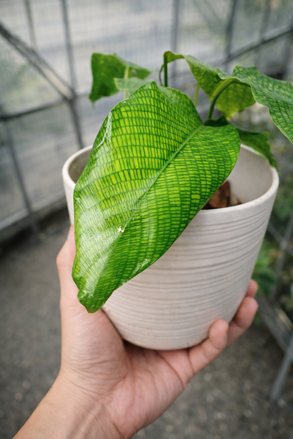Calathea Bella Network - AroidHouse