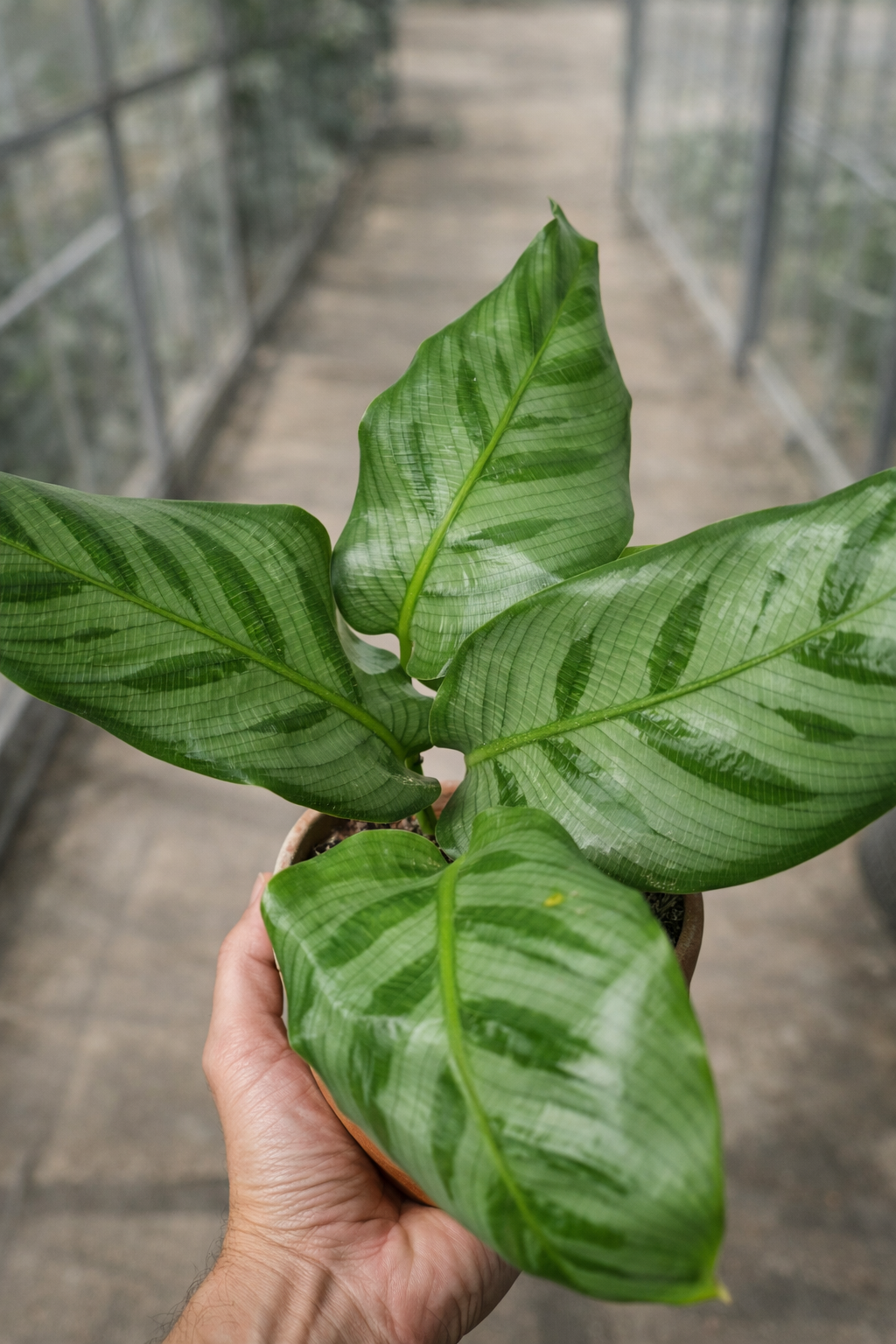 Calathea Bella – AroidHouse