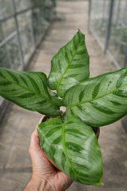 Calathea Bella - AroidHouse
