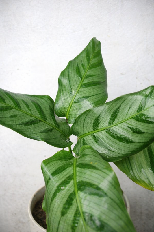Calathea Bella - AroidHouse