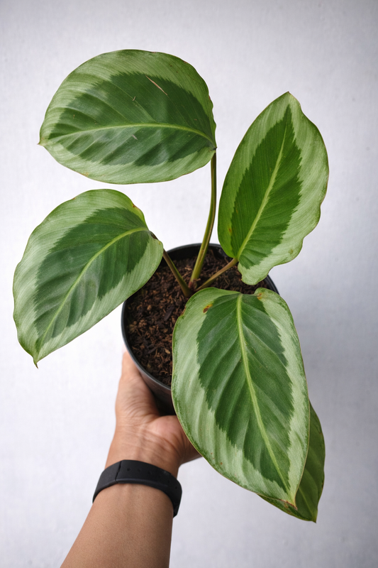 Calathea Bicajoux - AroidHouse