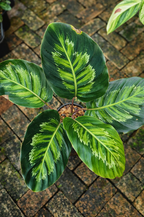 Calathea Black Angela - AroidHouse