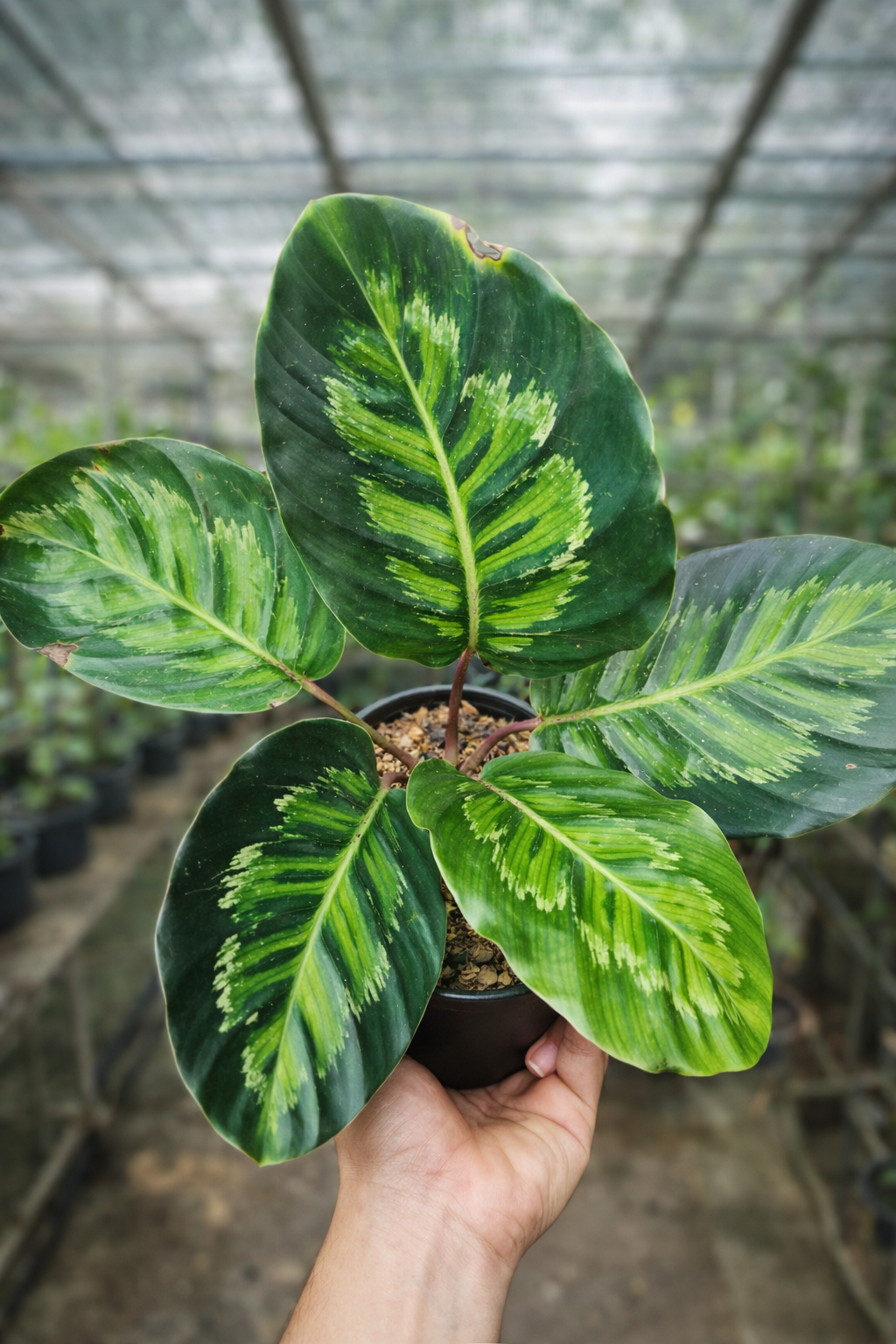 Calathea Black Angela - AroidHouse