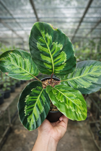 Calathea Black Angela - AroidHouse