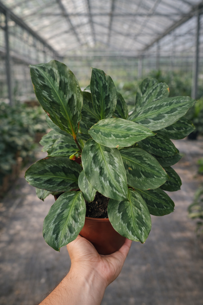 Calathea Chimboracensis - AroidHouse