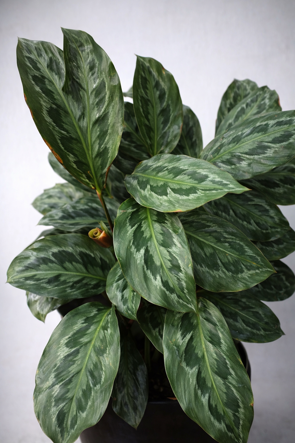 Calathea Chimboracensis - AroidHouse