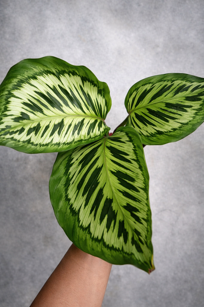 Calathea Contravenestra - AroidHouse