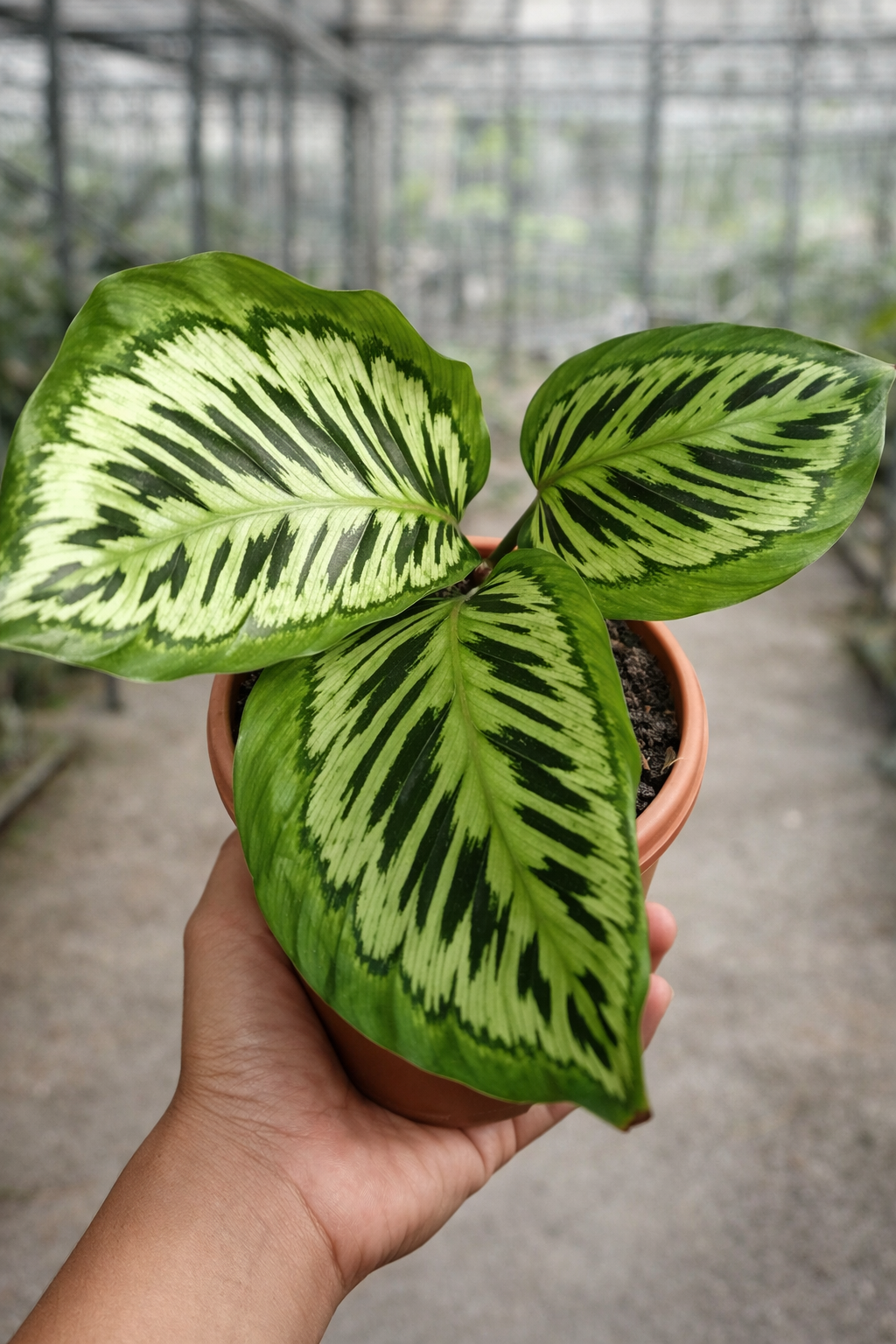 Calathea Contravenestra - AroidHouse