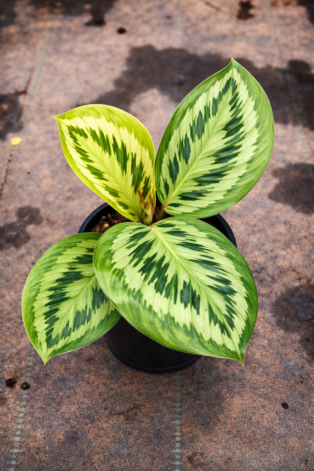 Calathea Contravenestra - AroidHouse
