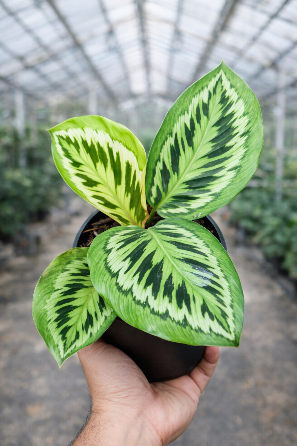 Calathea Contravenestra - AroidHouse