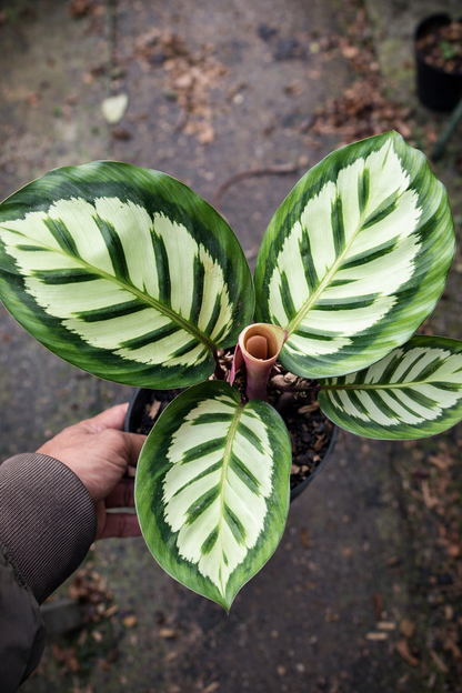 Calathea x Cora - AroidHouse