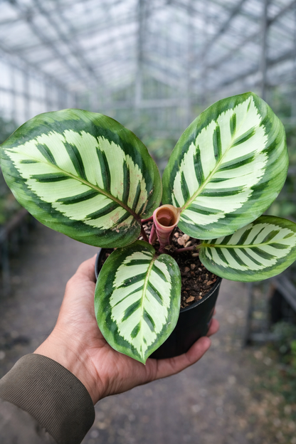 Calathea x Cora - AroidHouse