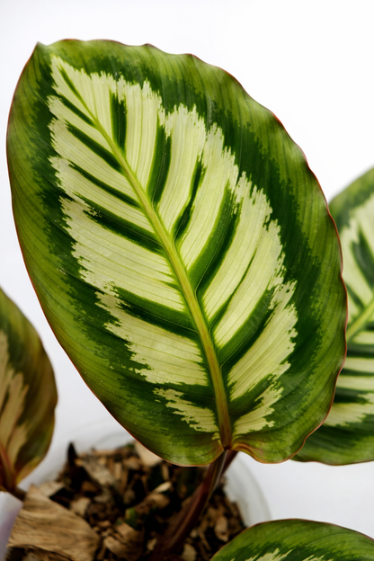 Calathea x Cora - AroidHouse