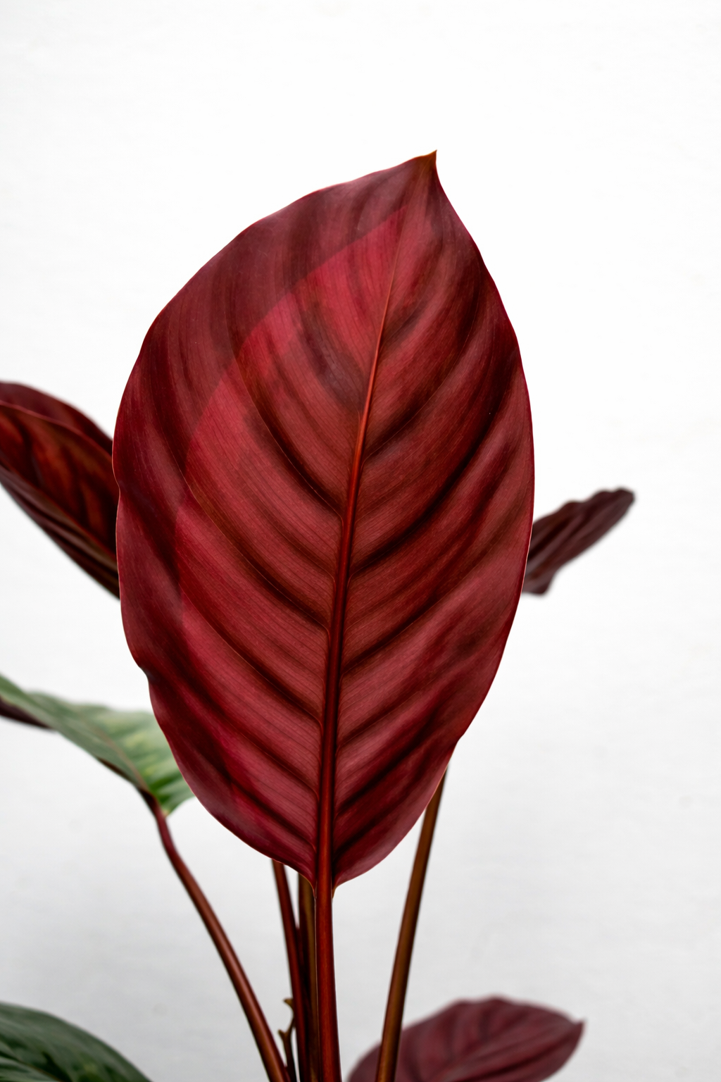 Calathea x Cora - AroidHouse