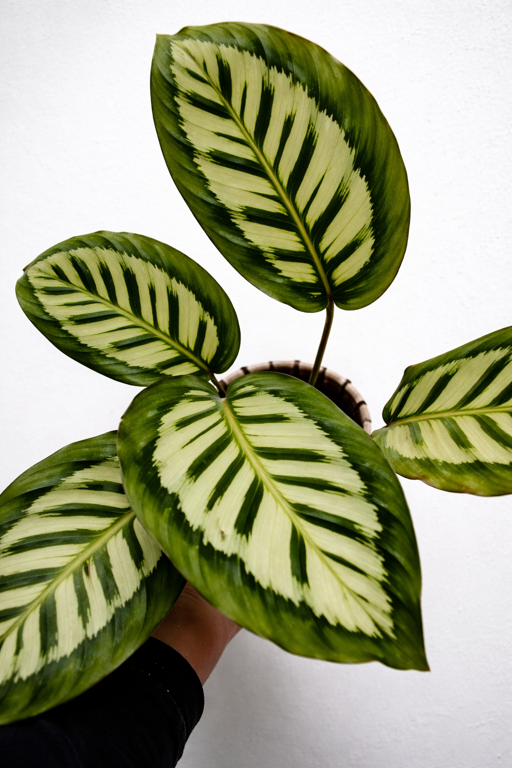 Calathea x Cora - AroidHouse