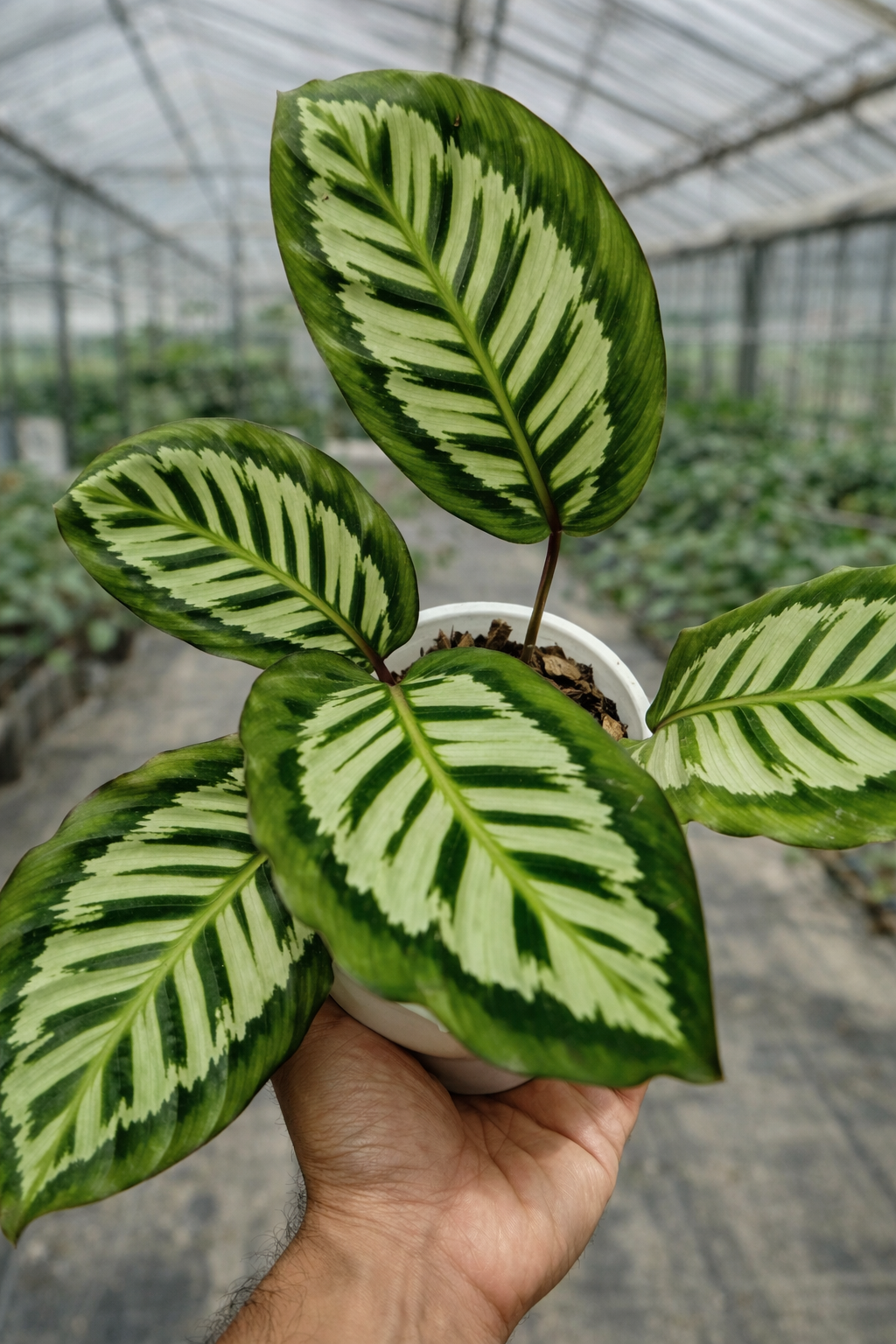 Calathea x Cora - AroidHouse