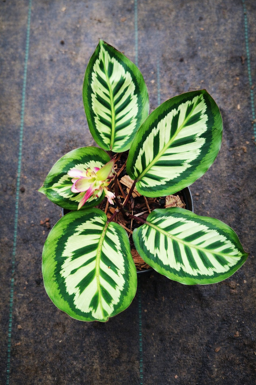 Calathea x Cora - AroidHouse