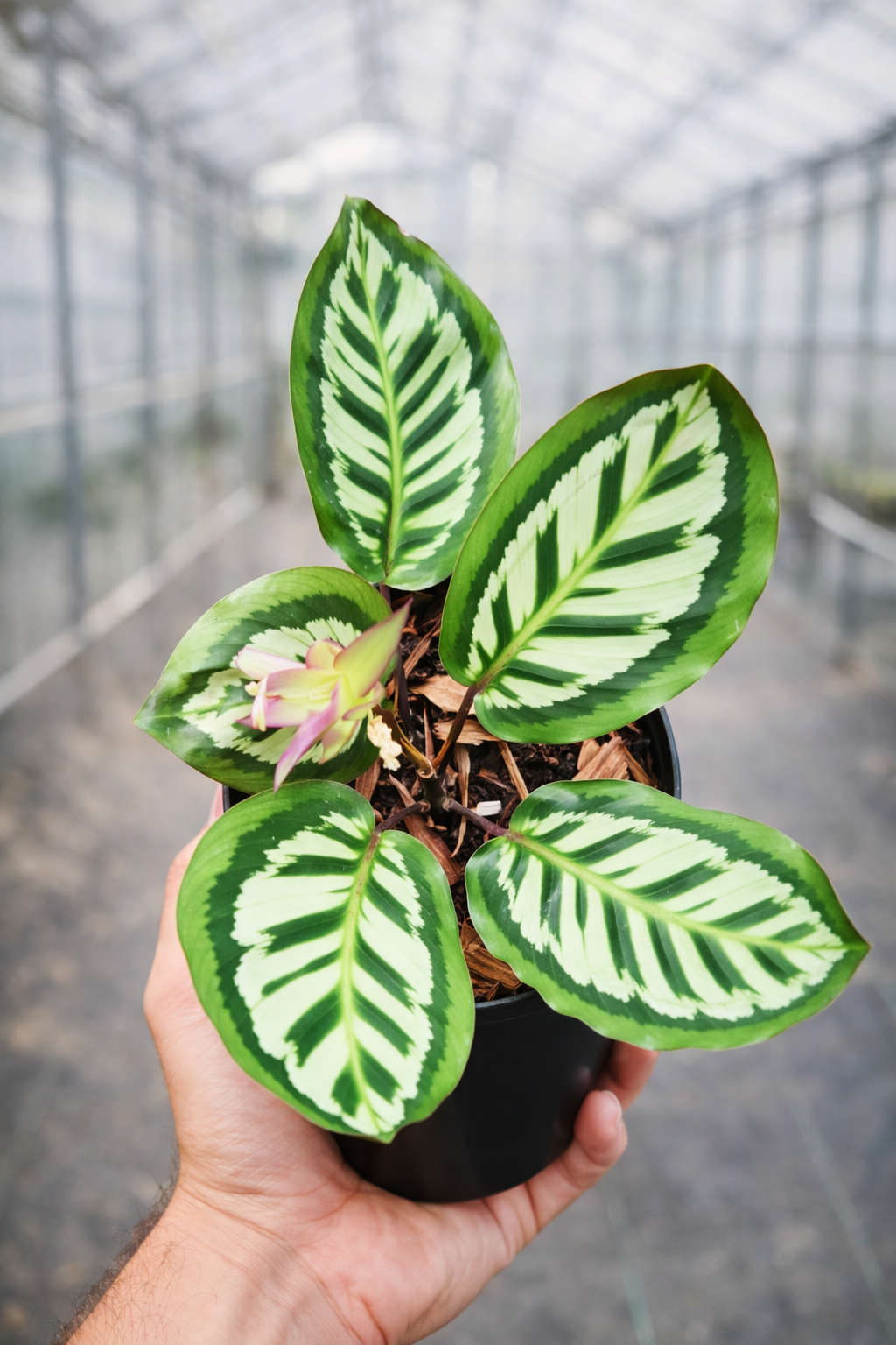 Calathea x Cora - AroidHouse